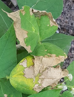 Sunscald damages green leaves.
